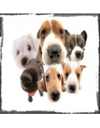 Stickers animaux : chats, chiens et animaux sauvages