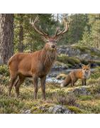 Wildtiere